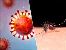 కరోనాలో డెంగ్యూ పెరుగుతోంది, దీనిని నివారించడానికి ఏమి చేయాలో తెలుసుకోండి