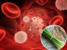  ప్రతిరోజూ ఈ గడ్డిని కొద్దిగా తినండి , మీ శరీరంలో తాజాగా రక్తం ప్రారంభమవుతుంది