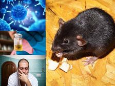 హంటావైరస్ అంటే ఏమిటి: కోవిడ్ -19 మహమ్మారితో పోరాడుతున్నప్పుడు భారతీయులు 2020లో గూగుల్లో ఎక్కువగా శోధించారు