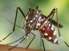Malaria in kids : పిల్లలలో మలేరియా: లక్షణాలు మరియు చికిత్స, దానిని ఎలా నివారించాలి?