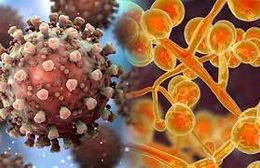 బ్లాక్ ఫంగస్, వైట్ ఎల్లో ఫంగస్; వీటిలో ఏది అత్యంత ప్రమాదకరమైనది?