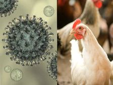 Bird Flu: భారత్ లో తొలిసారి బర్డ్ ఫ్లూతో బాలుడి మృతి.. ఈ వైరస్ నుండి తప్పించుకోవాలంటే.. ఇవి చేయండి.. 