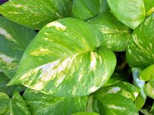 ఆర్థిక పరిస్థితిని మెరుగుపరచడానికి ఇంట్లో 'మనీప్లాంట్'ని ఇలా అమర్చండి, ఇంట్లో ఏ వైపు ఉంచాలో తెలుసుకోండి