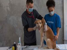 World Veterinary Day 2022:పశు వైద్య దినోత్సవం ఎందుకు జరుపుకుంటారంటే...