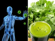 కొత్తిమీర రసం రోగనిరోధక శక్తికి మంచిది; ప్రయోజనాలు అనేకం