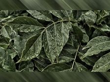 Monsoon diet: వానాకాలంలో వీటిని తింటే జలుబు, జ్వరాన్ని తరిమేయవచ్చు 