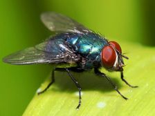 Houseflies: ఇంట్లో ఈగలు ముసురుకుంటున్నాయా..? ఇలా చేస్తే రమ్మన్నా రావు