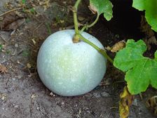 Ash gourd: బూడిద గుమ్మడితో ఎనర్జీ లెవల్ డబుల్ అవుతుంది 