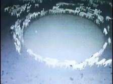China Sheep Mystery: 12 రోజులుగా వృత్తాకారంలో తిరుగుతున్న చైనా గొర్రెలు, వింత ప్రవర్తన వెనక కారణాలేంటి? 