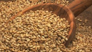 మకర సంక్రాంతికి నువ్వులను అధికంగా ఎందుకు వాడతారో తెలుసా? దాని వెనక శాస్త్రీయ కారణమేంటంటే..