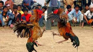 ఇక ఆన్‌లైన్‌లో కోడిపందేలు, పోలీసుల నుండి తప్పించుకోవడానికి కొత్త ఎత్తుగడ