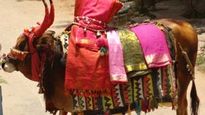 సంక్రాంతి రోజు గంగిరెద్దులకు వీటిని దానం చేస్తే అరిష్టం, అవేంటంటే..