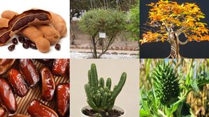 వాస్తు ప్రకారం ఇంట్లో ఈ మొక్కలు అస్సలే పెంచొద్దు, లేకుంటే తీవ్రంగా నష్టపోతారు