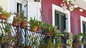 ఈ పూల మొక్కలు ఇంట్లో పెంచుకుంటే వాస్తు దోషం తొలగిపోయి మంచి జరుగుతుంది