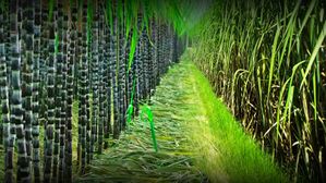 సంక్రాంతి రోజున నల్ల చెరకు లేకుండా  సంక్రాంతి పూర్తి కాదు..దీని వెనుక ఉన్న శాస్త్రీయ కారణం ఏంటో తెలుసా?