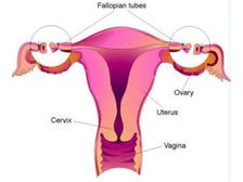  సిజేరియన్ తర్వాత ట్యూబెక్టమీ చేయవచ్చా?