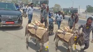  కారును గాడిదలకు కట్టి బ్యాండ్ సెట్ తో షోరూమ్ వరకు ఊరేగించిన ఓనర్, గాడిదలు మేలు