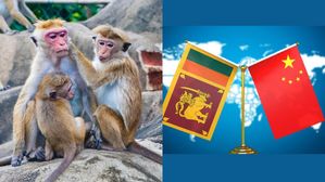 Sri Lanka Monkey Business: చైనాకు కోతులను అమ్ముతున్న శ్రీలంక! మరీ ఇంతగా దిగజారిపోయిందా? 