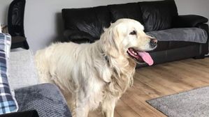 Dog Love: యజమానిని వదిలి ఉండలేక ఓ శునకం సాహసం.. 27 రోజులు, 64 కిమీల ప్రయాణం 