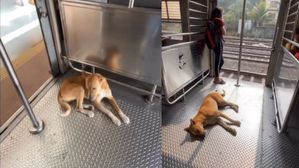 లోకల్ ట్రైన్‌లో శునకం.. ఈ రెగ్యులర్ ప్యాసెంజర్ రూటే సెపరేటు 