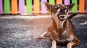 పెరిగిపోతున్న కుక్కకాట్లు.. హార్వర్ట్ స్టడీలో షాకింగ్ విషయం 