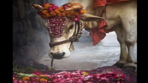 ఎంతకీ పెళ్లి కావడం లేదా? గోమాతకు వీటిని తినిపిస్తే త్వరలోనే పెళ్లి పీటలెక్కుతారు