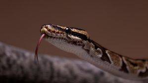 గర్భవతులను పాము కాటు వెయ్యదా? బ్రహ్మవైవర్త పురాణం ఏం చెబుతుందో తెలుసా?