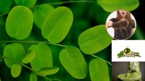 చేతినిండా జుట్టు, బట్టతల వచ్చేస్తుందేమోన్నభయం?చింతించకండి,ఈ ఆకు కేవలం 1 నెలలో ఒత్తైన జుట్టును తిరిగి తెస్తుంది