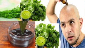 3 వారాల్లోపు బట్టతలపై జుట్టు పెరగాలంటే కొత్తిమీరను మీ జుట్టుకు ఇలా వాడండి!