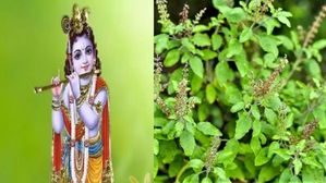 మహాలక్ష్మి కొలువై ఉండే తులసి.. కృష్ణుడికి ఇష్టమైన తులసిని పూజిస్తే ఐశ్వర్యం మీ వెంటే ఉంటుంది.