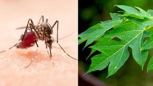 డెంగ్యూ వ్యాధికి మందు బొప్పాయి ఆకుల్లో దాగి ఉందా..వాస్తవం తెలుసుకోండి..!