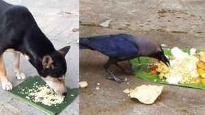 పితృ పక్షంలో ఈ 4 జీవులకు ఆహారం పెడితే మీకు చాలా అదృష్టం.!పితృదేవుళ్ళ అశీర్వాదం పొందుతారు..