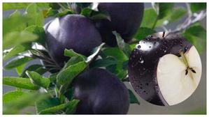 బ్లాక్ యాపిల్.. బ్లాక్ డైమండ్ యాపిల్ మైండ్ బ్లోయింగ్ ధర మాత్రమే కాదు ప్రయోజనాలు కూడా ఎక్కువే..