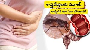 మనిషి పెద్ద పేగులో ఈగ, శాస్త్రవేత్తలకు శతకోటి సమస్యల్లో ఇప్పుడు ఈగ సమస్య, వాట్ నెక్ట్స్