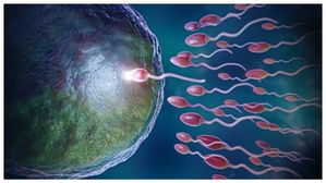 పురుషుల స్పెర్మ్ నాణ్యతను మెరుగుపరచడంలో సహాయపడే ఆహారాలు: శాస్త్రవేత్తలచే నిరూపితమైనవి..