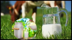 ఆవు పాల నుంచి ప్రపంచం మొత్తానికి ఇన్సులిన్..! కొత్త అధ్యయనంలో వెల్లడైంది ఇదే..!