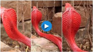 గూస్ బంప్స్:  నిగనిగలాడుతున్న ఎర్రటి నాగుపామును చూసారా? వైరల్ అవుతున్న వీడియో..!