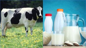 హడలెత్తిస్తున్న Bird Flu పాలు,గుడ్లు మరియు చికెన్ తినడం సురక్షితమేనా?మనుషులకూ వ్యాపిస్తుందా..నిపుణులు ఏమంటారు?