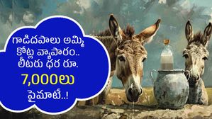 గాడిదపాలు అమ్మి కోట్ల వ్యాపారం.. లీటరు ధర రూ.7,000లు పైమాటే..!
