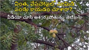 వేప చెట్టుకు వేలాడుతున్న జ్యూపీ మామిడి పండ్లు, కలికాలంలో అద్బుతం !