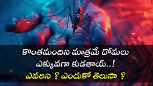 కొంతమందిని మాత్రమే దోమలు ఎక్కువగా కుడతాయ్..! ఎవరిని ? ఎందుకో తెలుసా ?