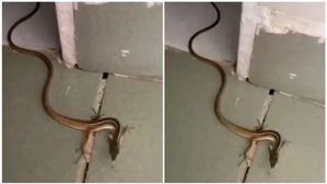 Shocking: ఈ పాముకు నాలుగు కాళ్లు ఉన్నాయా ?, వీడియోలో చూసి చెప్పండి, ఓరి నీయంకమ్మ ఎలా చేశారు ??