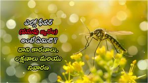 పసుపు జ్వరం అంటే ఏమిటి, ఈ అరుదైన వ్యాధి లక్షణాలు, దానిని ఎలా నివారించాలి?