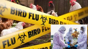ఇండియలో బర్డ్ ఫ్లూ ప్రమాదకరంగా మారుతోంది..WHO హెచ్చరికలు
