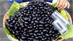 నోరూరించే నేరేడు పండ్లు బ్లడ్ షుగర్ నుండి బరువు తగ్గడం వరకు, ఈ వేసవి పండ్లలో మరెన్నో ప్రయోజనాలు