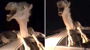 కారులో ఇరుక్కున్న ఒంటె..దోమలతో కుట్టించుకుంటున్న పరిశోధకుడు.. వైరల్ వీడియోలు..