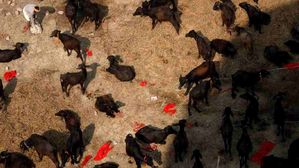 జంతు బలులు ఎందుకు ఇస్తారా తెలుసా..? ఆత్మలు నిజంగా శరీరంలోకి ఎందుకు ప్రవేశిస్తాయో తెలుసా..?