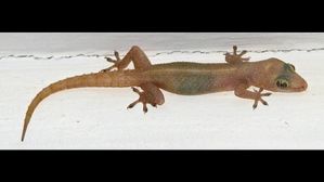 ఈ చిట్కాలతో బల్లులను ఈజీగా తరిమికొట్టండి..! ఒక్కసారి స్ప్రే చేస్తే దెబ్బకు మళ్లీ రావు..!