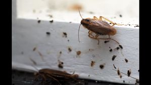 ఇంట్లో బొద్దింకలతో విసిగిపోయారా? వీటిని ఎలా వదులుకోవాలనేగా మీ బాధ? ఇలా తరంగొట్టండి