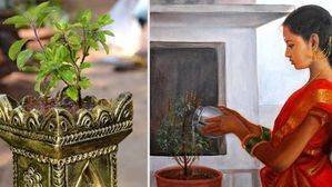 తులసి చెట్టు ఎండిపోతే ఏమవుతుందో తెలుసా..?